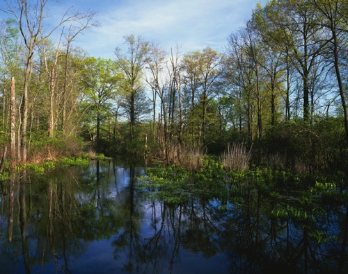 Black Brook 1, Great Swamp National Wildlife Refuge, NJ (MF).jpg Black Brook 1, Great Swamp National Wildlife Refuge, NJ (MF).jpg